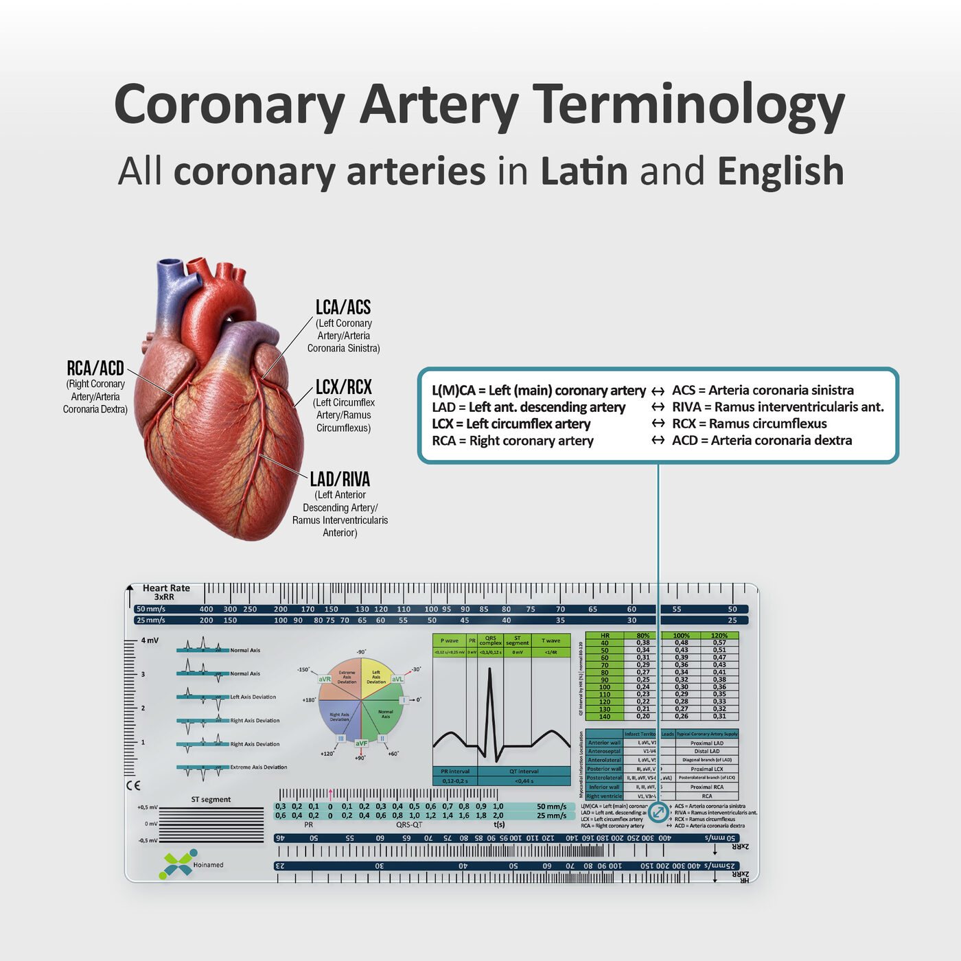 Coronary artery terminology